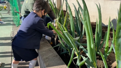 希望将固有种葱原有的独特魅力，告诉孩子们