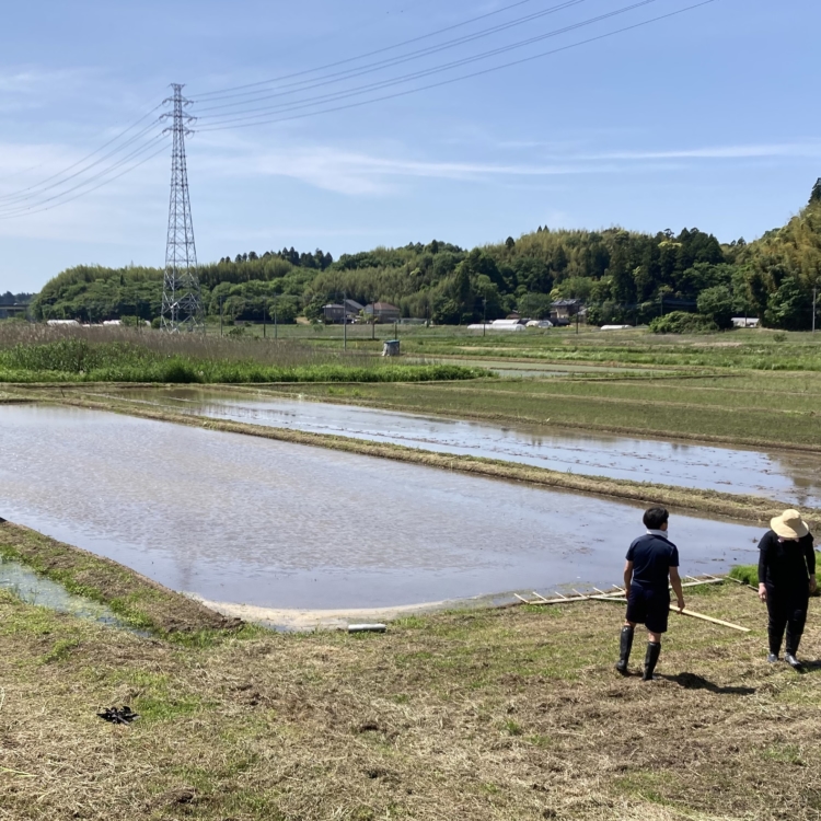 荣太楼总本铺的和果子制作，从员工插秧开始