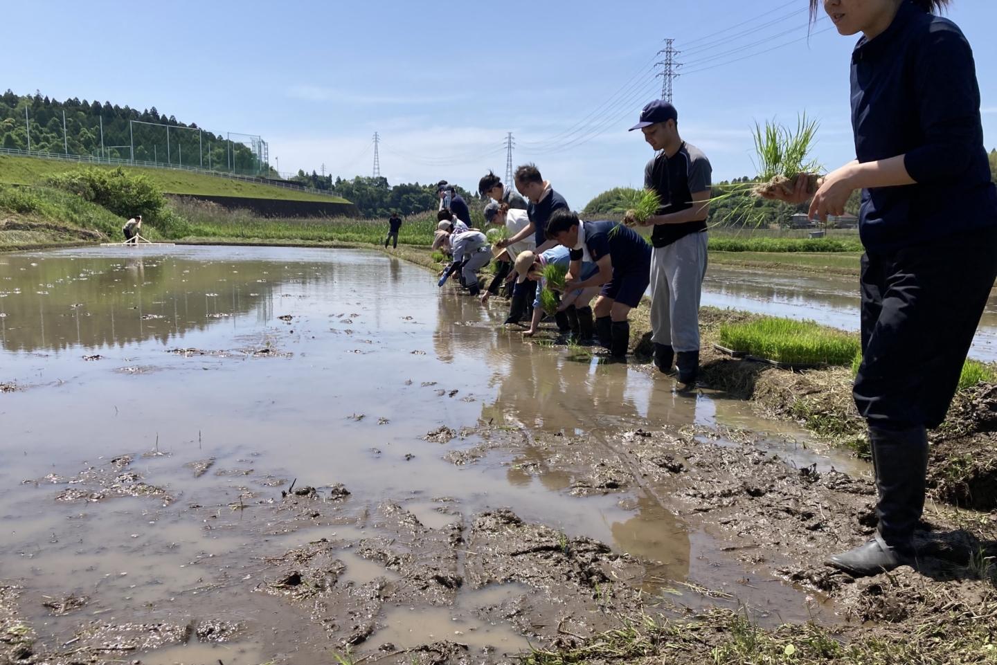 荣太楼总本铺的和果子制作，从员工插秧开始