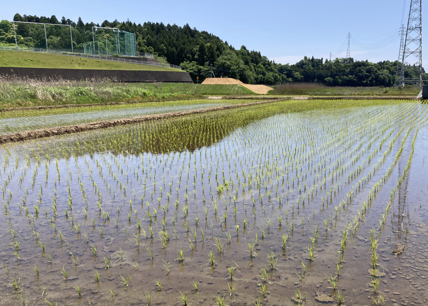 荣太楼总本铺的和果子制作，从员工插秧开始