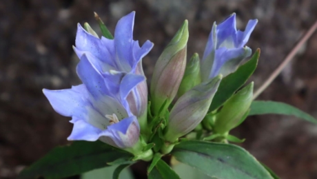 [东京生药协会]在秋季植物园深入了解药草知识。活动报名现正开放中